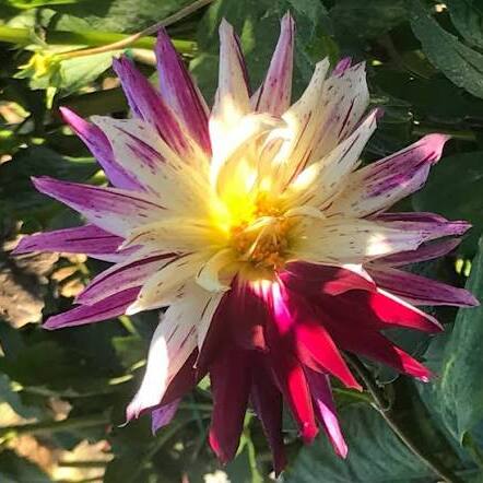 Garden Club: Golden Gate Park Dahlia Dell - logo