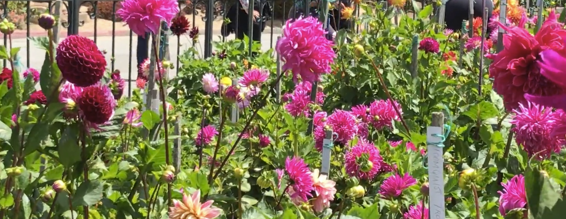 Garden Club: Golden Gate Park Dahlia Dell